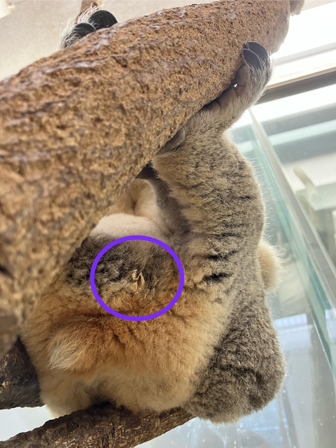 hirakawazoo's tweet image. 組木の上に白い液体。上にはつくしとスミレがおり、つくしの育児のう(ポケット)付近も同白い液体で濡れていました。これは母乳で,ついさっきまでスミレが飲んでいたのです。ここまでの量を見たのは初めてで、味見をしてみると…うすくて甘みのあるミルクでした。 #コアラ #koala #平川動物公園