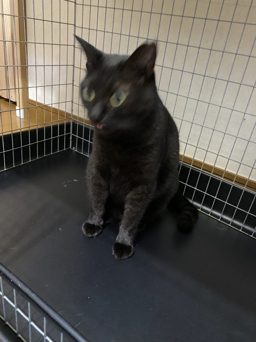 黒猫様 御専用 黒猫様専用 黒猫様 御専用 黒猫さま専用 - shi-ko