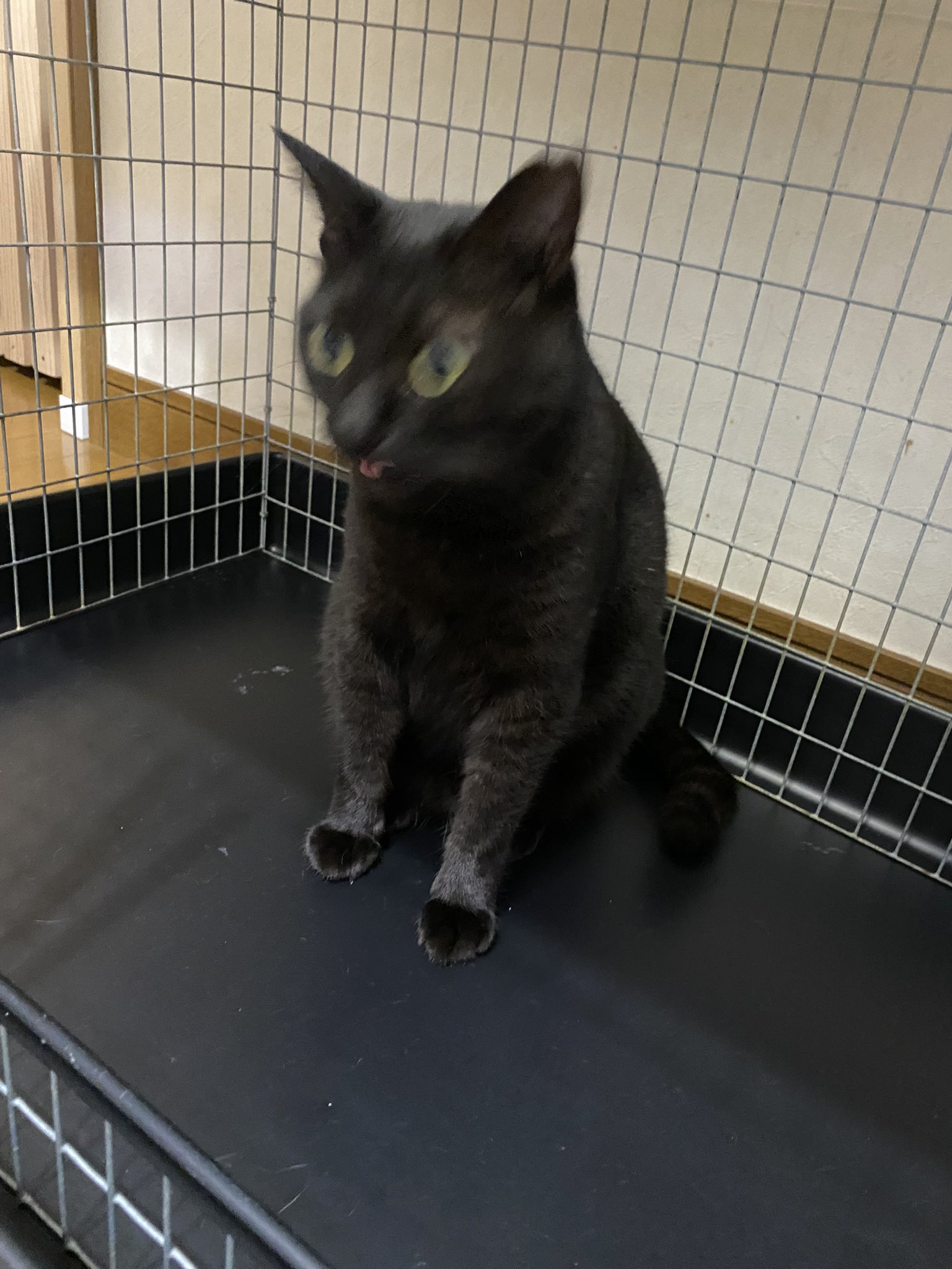 額 女豹に黒猫 おっとり長毛黒猫女子の紅」東京都 - 猫の里親募集(482756