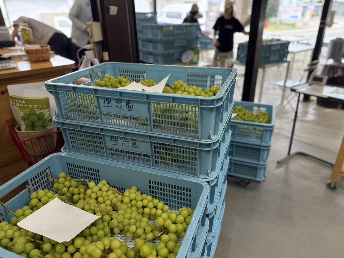 kusashio's tweet image. 9月27日（土）おはようございます。本日は、シャインマスカットを収穫しました＼(^^)／
これから検品して、販売します。ギフトの注文も頂いているので荷作り作業を頑張ります(^^;;