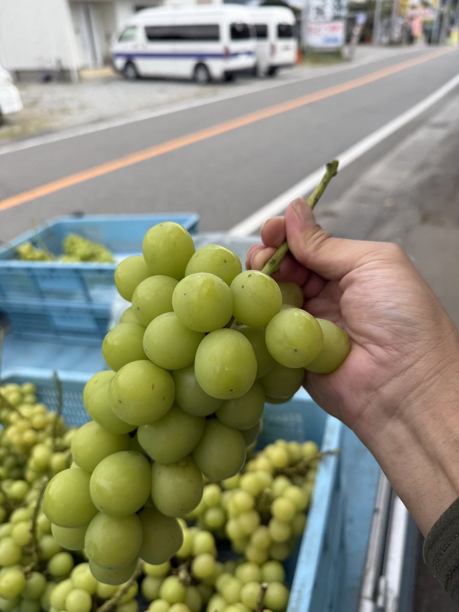 kusashio's tweet image. 9月27日（土）おはようございます。本日は、シャインマスカットを収穫しました＼(^^)／
これから検品して、販売します。ギフトの注文も頂いているので荷作り作業を頑張ります(^^;;