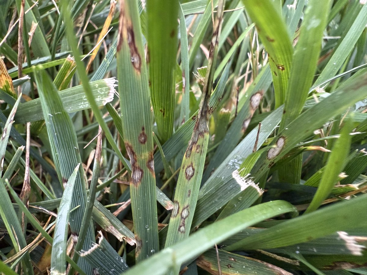 Continued GLS activity on the fescue well into September. Non stop machine since May. Pretty impressive how persistent this has been. I could see how growing ryegrass for a few years prior can really rev up the inoculum load.