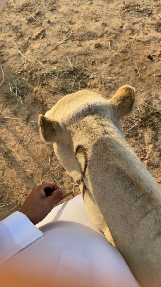 لفت علي رقبتها يوم شافتني 
هو شوق ولا غلا ولا عتب مدري 

بس الوكاد اني ادري يوم ضمتني 
لو تكسر ضلوع صدري وسعت صدري.
❣️