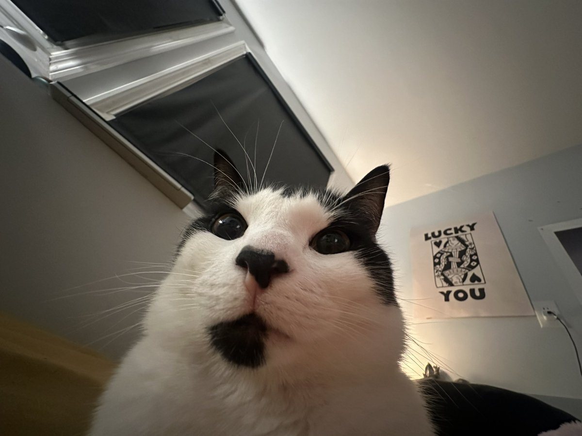 misskittyisme's tweet image. people need stop saying “omg something on your lip!!” “Do you need napkin” NO stupid i am beautiful