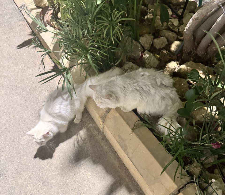 catloversw's tweet photo. 🛑قطط اليفه ضائعه عثر عليهم اليوم🛑

المنطقه: الرياض حي الملقا📍
العمر : غير معروف
الجنس : غير معروف
حساب او رقم التواصل: 966 561186221

#تبنى_لا_تشتري
#ساهم_في_انقاذ_روح https://t.co/cJXQSVPSqJ