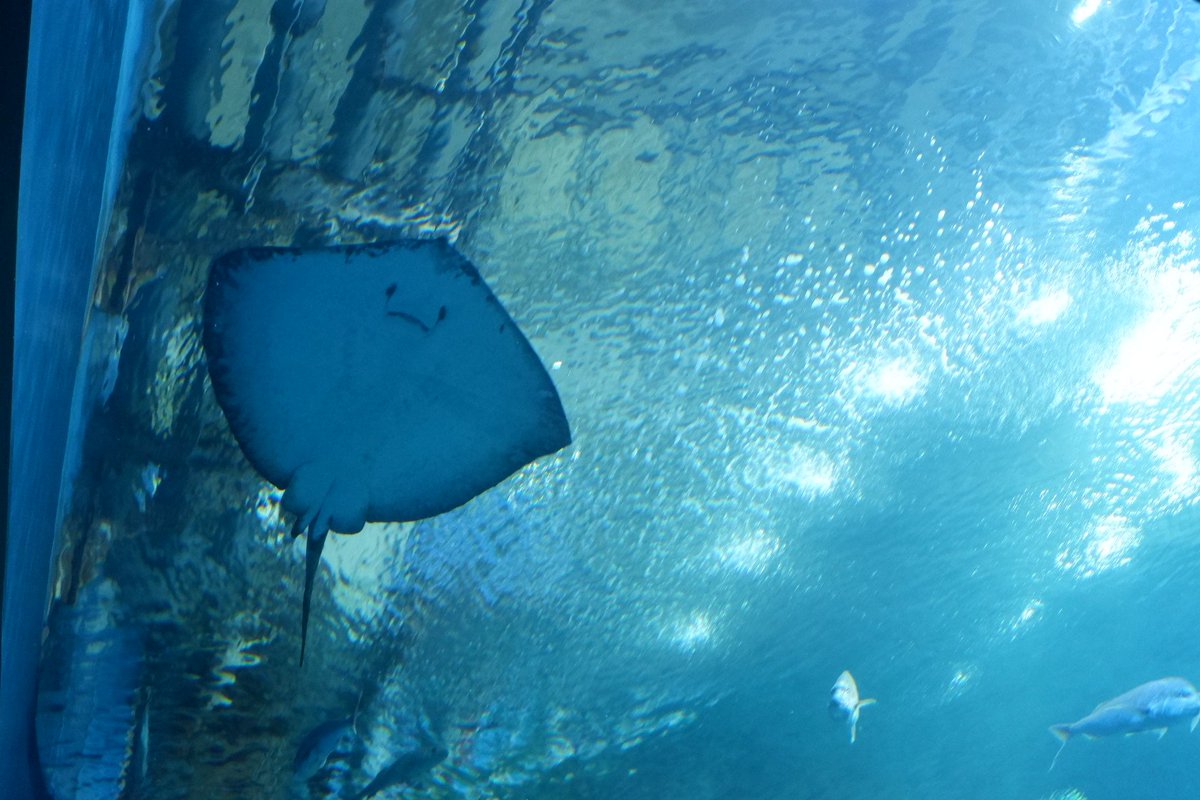 39asamin's tweet photo. 先日は秋田へ👹入道埼灯台と男鹿水族館に行ってきました。男鹿半島は想像してた以上に見どころがたくさんあって、今回の弾丸旅行では一つ一つに時間がかけられなかったことが悔やまれる…またそのうち！ https://t.co/23MTnLPZsC