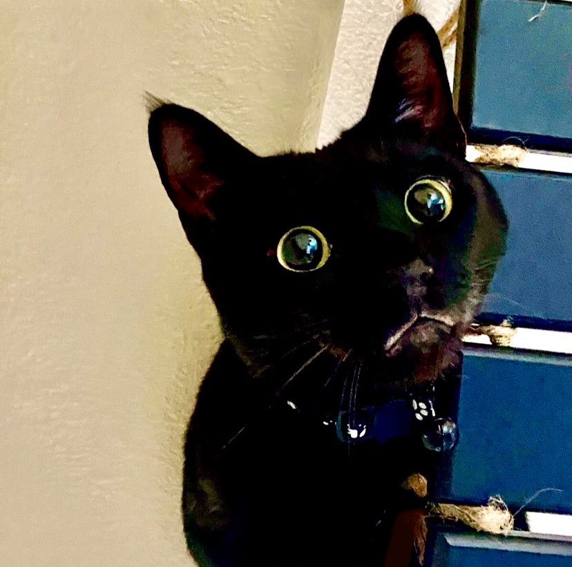 RealBabySatan's tweet photo. BABY SATAN IS ALREADY TAKEN BY ME UR DARK LORD WHO IS BABY SATAN

BUT HE LOOKS LIKE MY SPAWN I CAN ADMIT THAT FACT SO HOW ABOUT BABY SATAN JUNIOR https://t.co/oqpBQ5BUBR