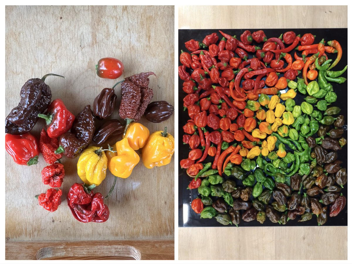 Tady máte srovnání, Co vypěstoval brácha a co já. A hádejte čí je která fotka. Prosím <a href="/theworst_of_us/">ten nejodpornější</a> aby se zdržel posměšných komentářů.