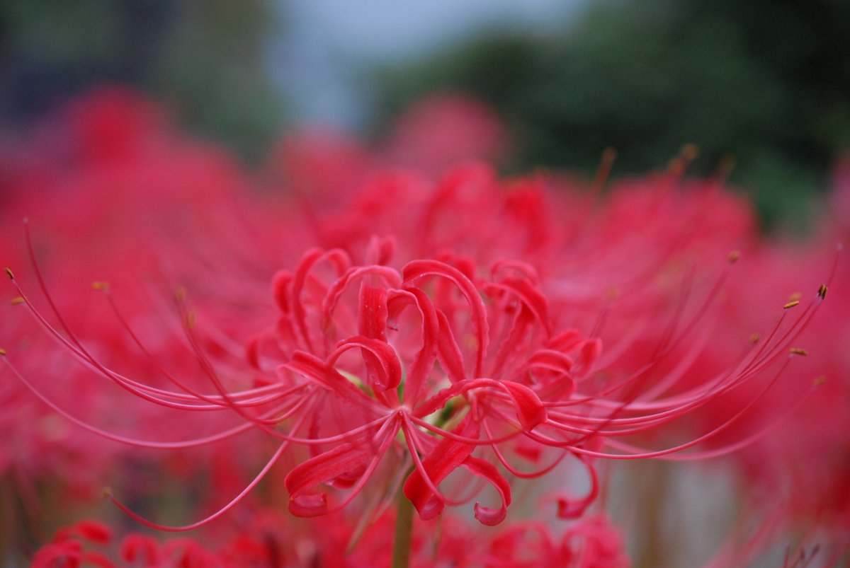 2021Primera's tweet image. CCD機で、撮影してみました。
#曼珠沙華　
#NIKON D200 
#NIKKOR 40mmf2.8 
#熊野神社　知多半島　
#彼岸花