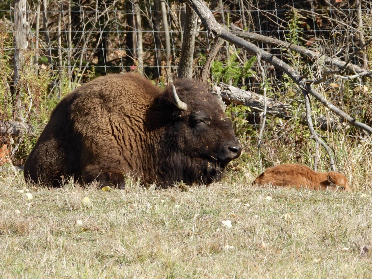 Photo challenge: shot from inside the vehicle.

Maman Bison and baby 🦬

Parc Oméga, Montebello, QC 🇨🇦