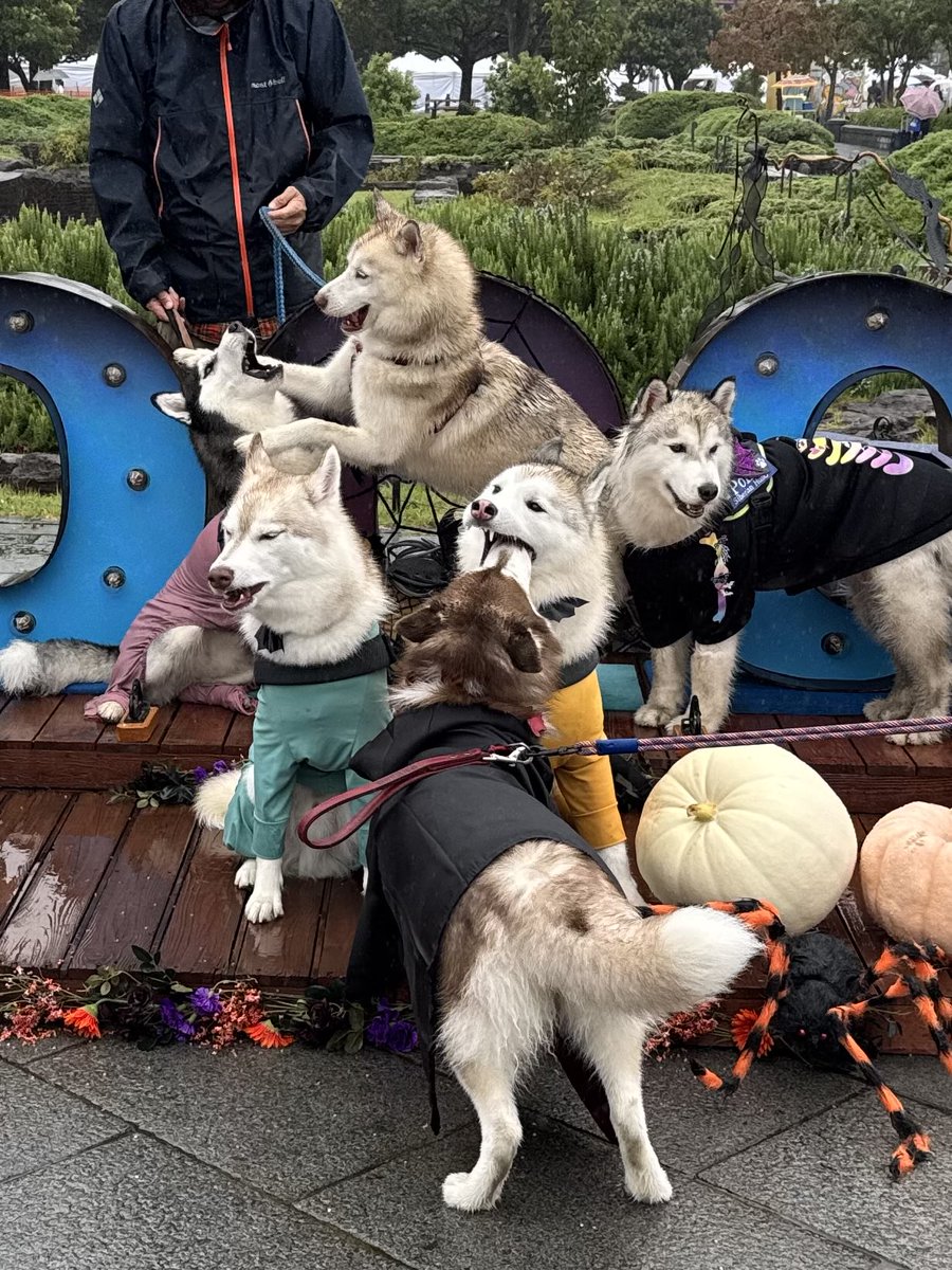 husky_anz0516's tweet image. 情報量が多すぎない？？？？？