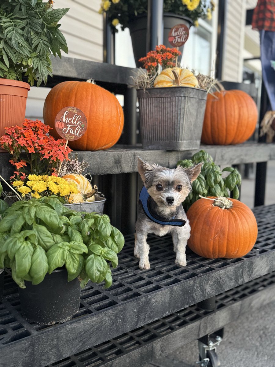 CoryJoy's tweet image. Gio. Happy Saturday! 🧡 It’s the long weekend for Canadian Thanksgiving, and I’m feeling extra thankful for cozy fall days, pumpkins, and good company. 🍁🐾 #HelloFall #GratefulHeart #PumpkinSeason