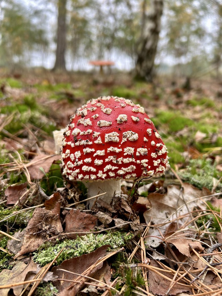 reiniervanloo's tweet photo. Meer herfst dan dit wordt het niet #vliegenzwam #surae #brabant #dorst #natuur https://t.co/a4D7OgHXQz