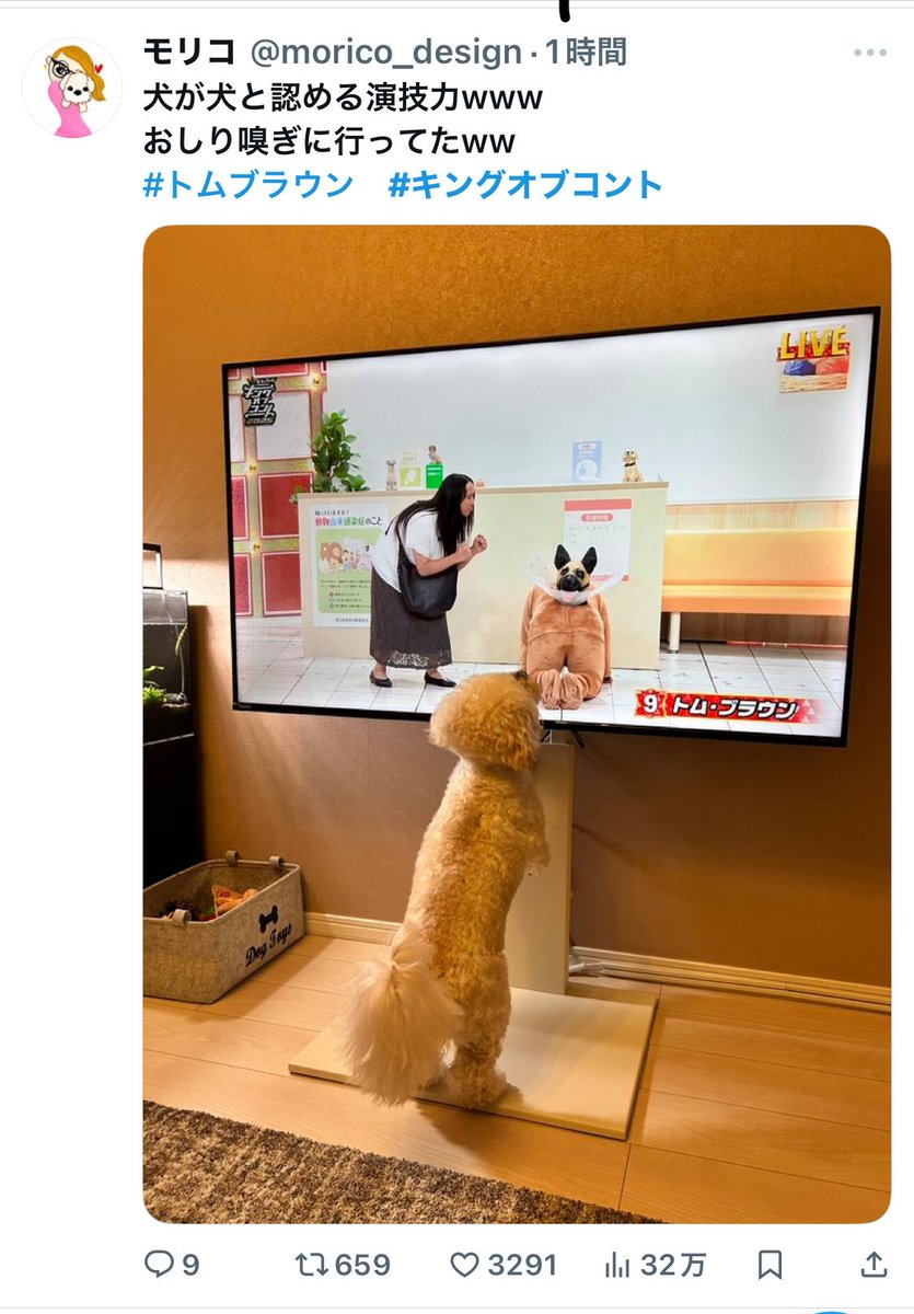 mhu53477785's tweet image. トムブラウンのみちおが犬界で認められてるみたいでなんだか勝手に癒されてます

 #キングオブコント