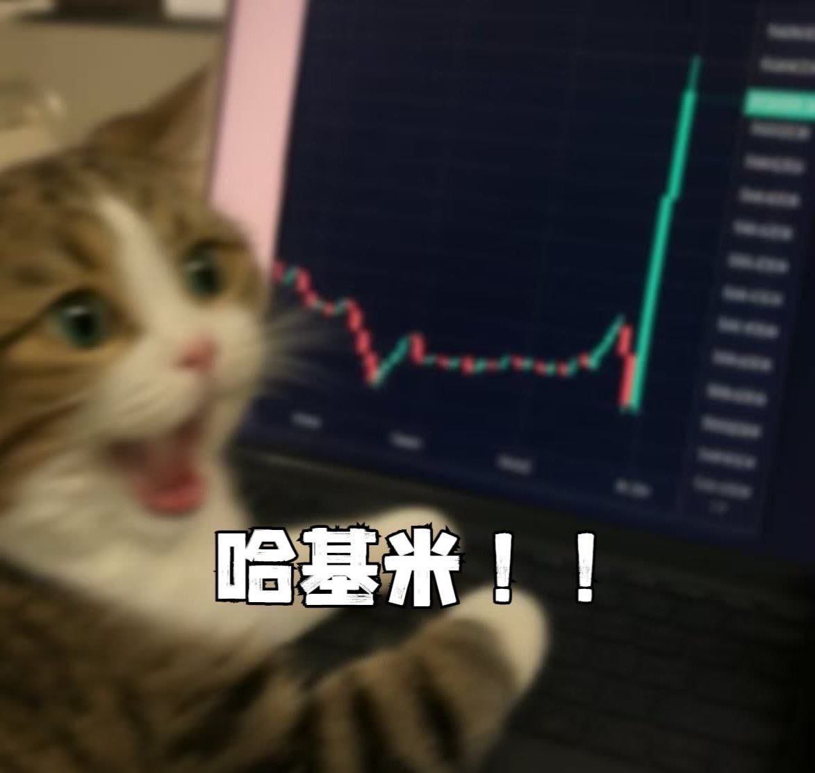 BitCat $M | 🐜 (@bitcat73) on Twitter photo 