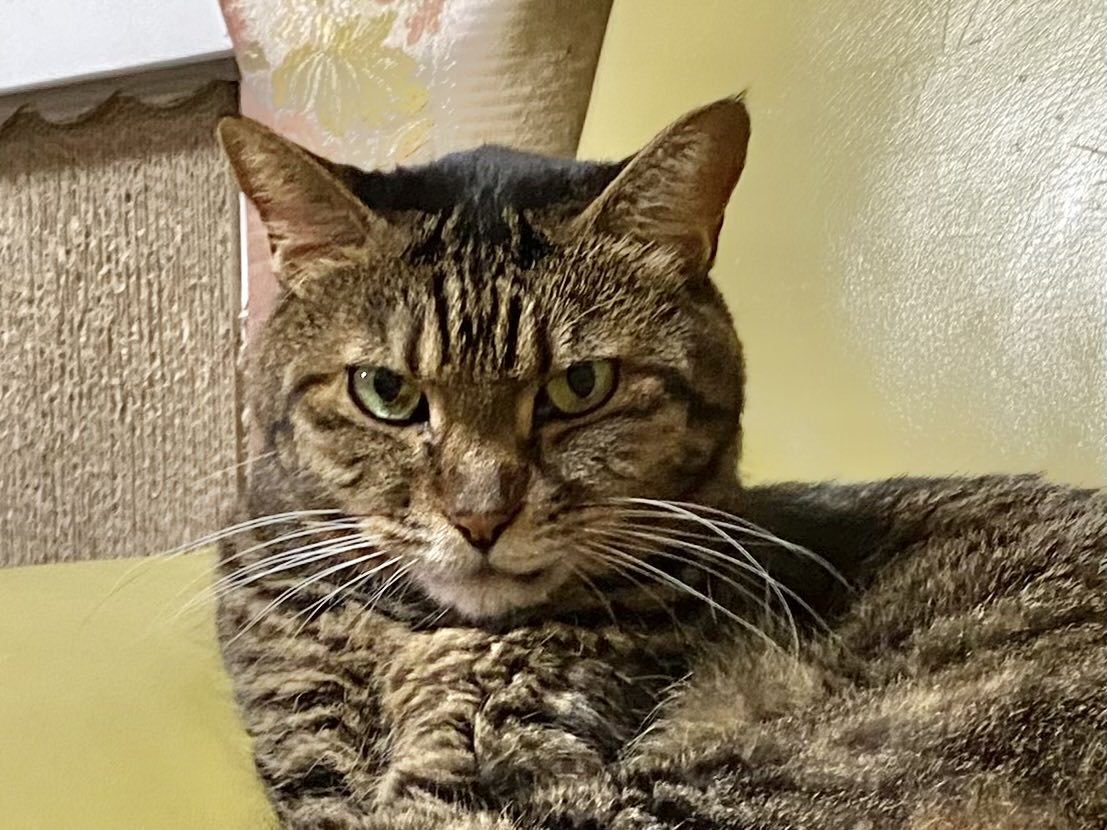 運動会シーズンにゃ！

#猫 #cat #保護猫 #キジトラ #ねこ部 #猫のいる暮らし #猫好き #ねこのいる生活 #猫好きさんと繋がりたい #リトルキャッツ出身 #くるにゃん卒業