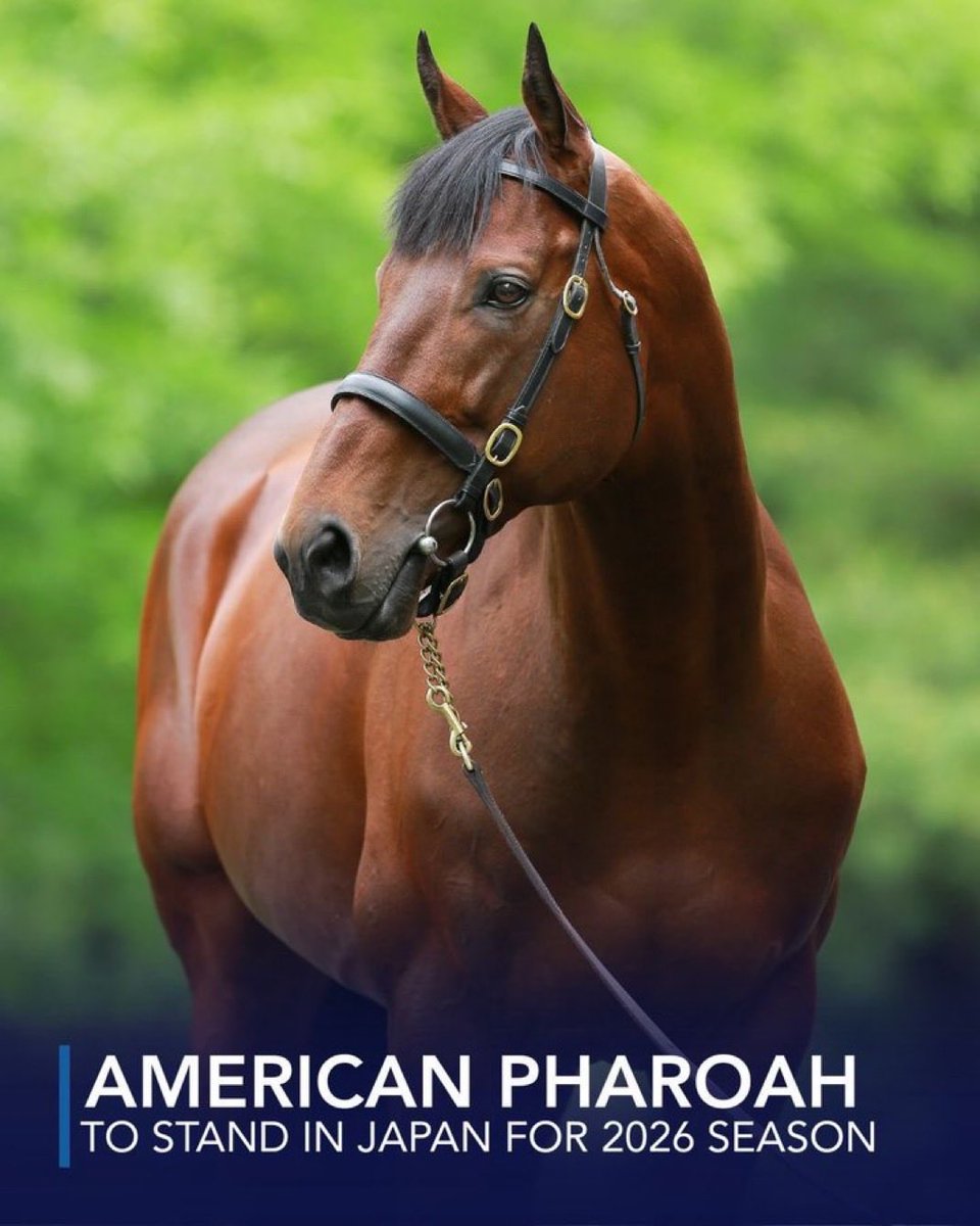 AlmaimoniS's tweet image. البطل American Pharoah” 🇺🇸

يتجه بطل التاج الثلاثي الأمريكي إلى اليابان لموسم الإنتاج 2026، إذ سيقف في مزرعة شيزوناي ستاليون ستيشن، على أن يعود إلى الولايات المتحدة في يوليو 2026. 🇯🇵

#السباقات_العالمية