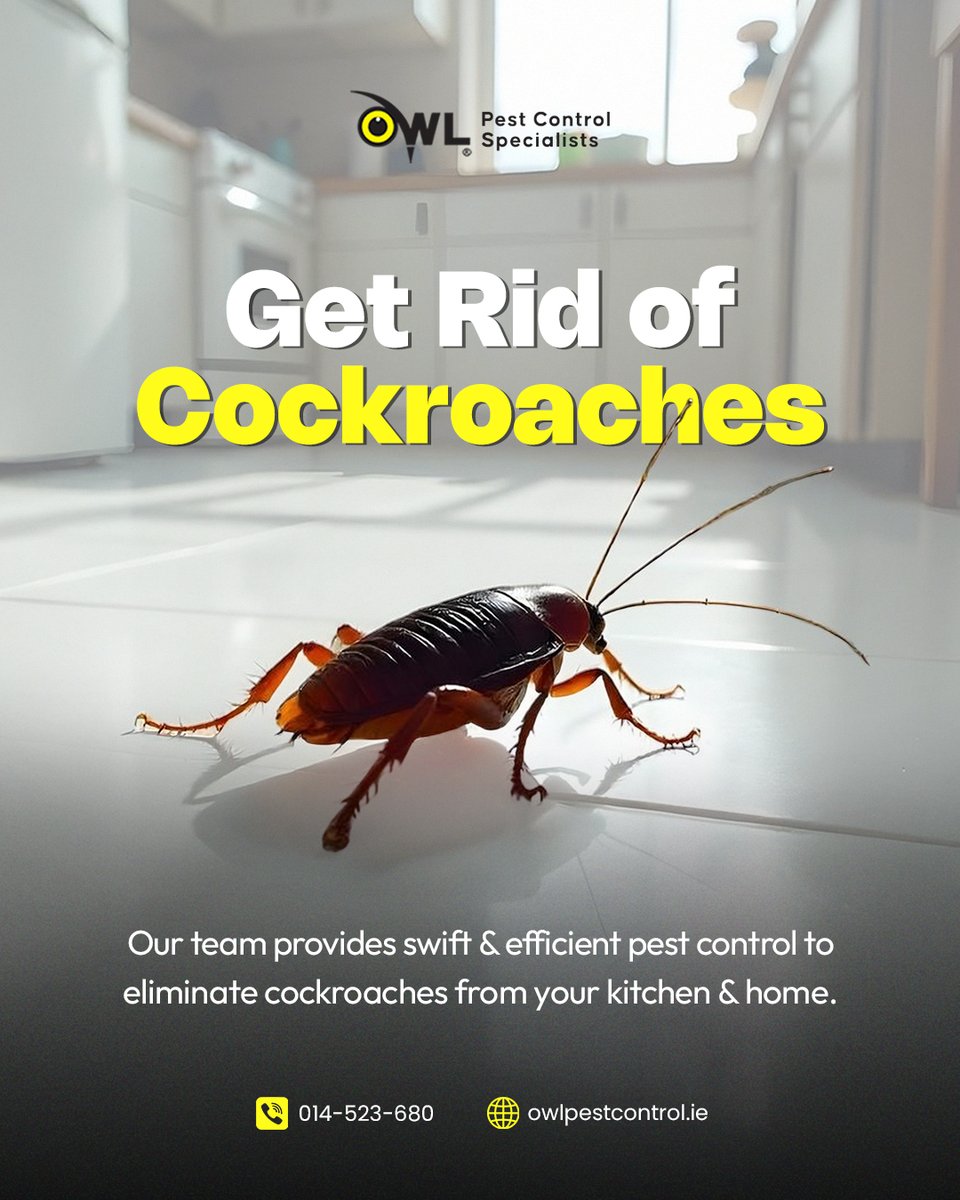 owlpestcontrol's tweet image. 😖 Cockroaches in your kitchen? Let’s fix that fast!
Our Dublin team provides quick and reliable cockroach control to keep your home safe and spotless.
📞 (01) 452-3680
🌐 owlpestcontrol.ie
#cockroachproblem #pestcontroldublin #homeprotection #owlpestcontrol