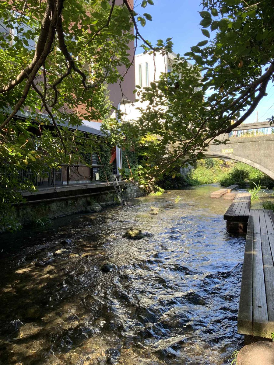 いよいよ1週間後　10/18（土）は
江藤有希トリオ at 三島ディレッタントカフェ

店主の四宮さんより、つい先日の源兵衛川のお写真とともに
「三島は今とても気持ち良い時期です」
とメッセージをいただき、私もさらに楽しみになりました。

カフェの部はもう少しお席ご用意できます。