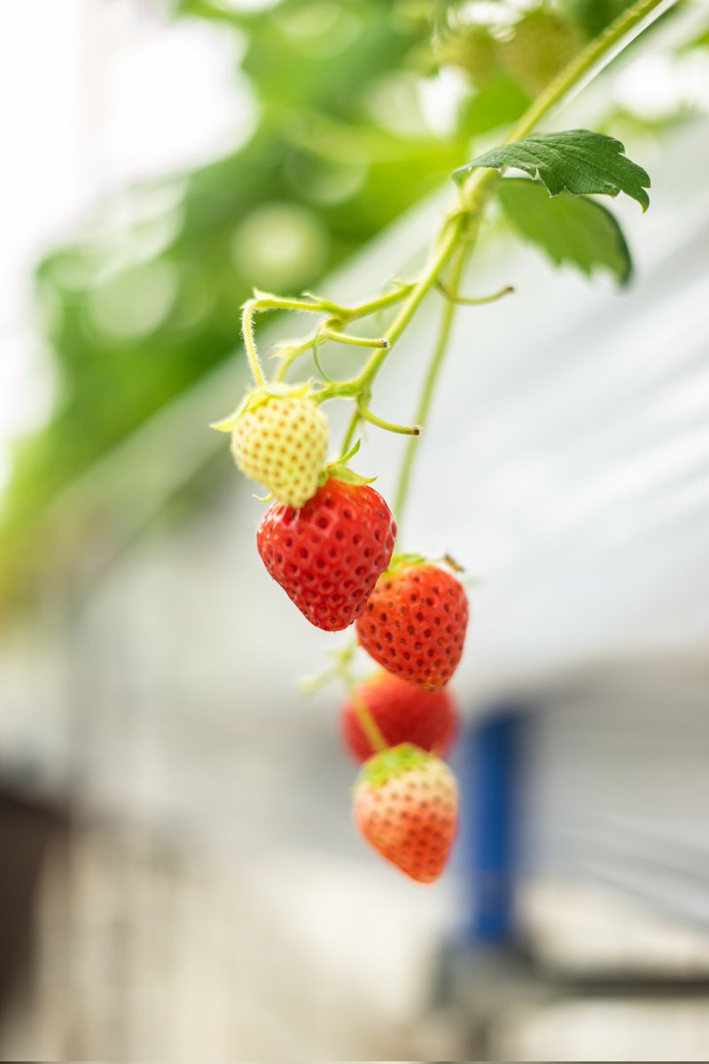 『子どもが喜ぶ夏イチゴ』
小ぶりですが綺麗な形で味がギュッとつまったイチゴです🍓
大空夏いちご農園のイチゴは
小さければ小さいほど味が濃いです😊

品種は「サマープリンセス」
長野県が開発した品種で
夏イチゴの中でもトップレベルに美味しいです！
その分、作るのがとっても難しいですが…