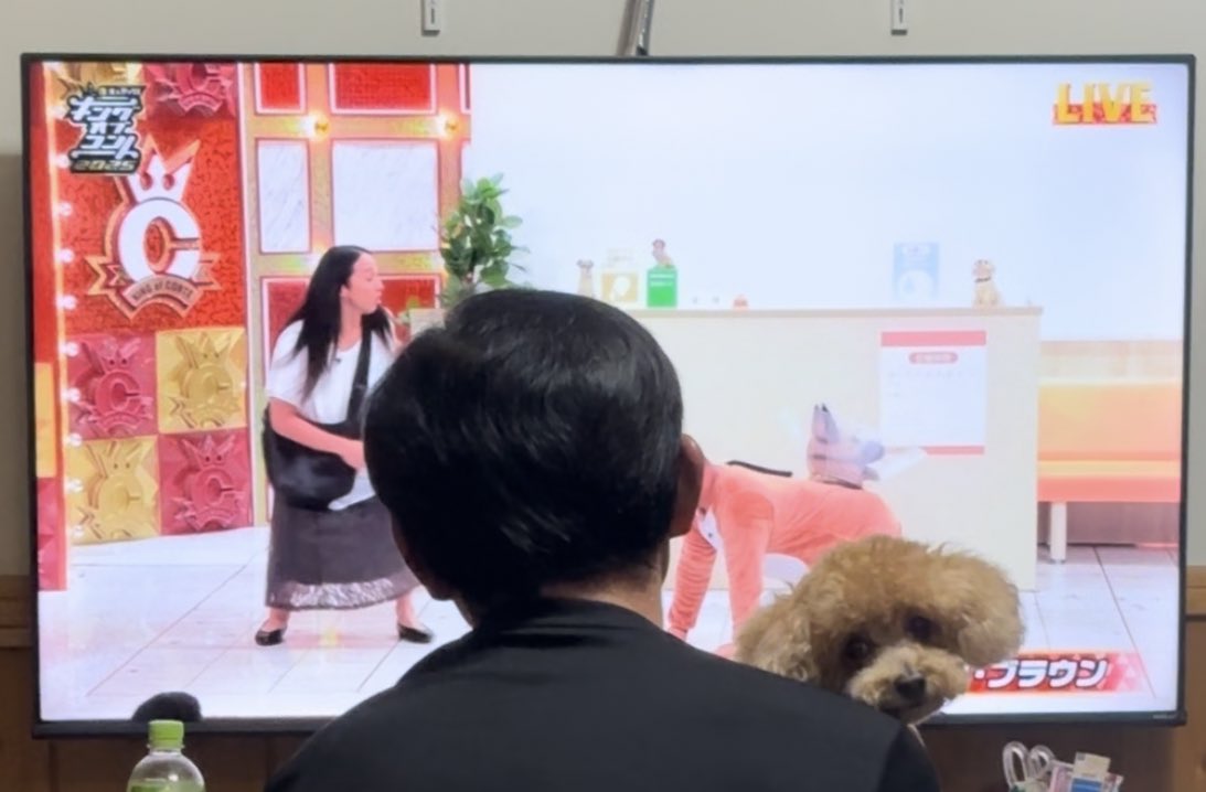 inu_love_suki's tweet image. トム・ブラウンにブチ切れてる犬