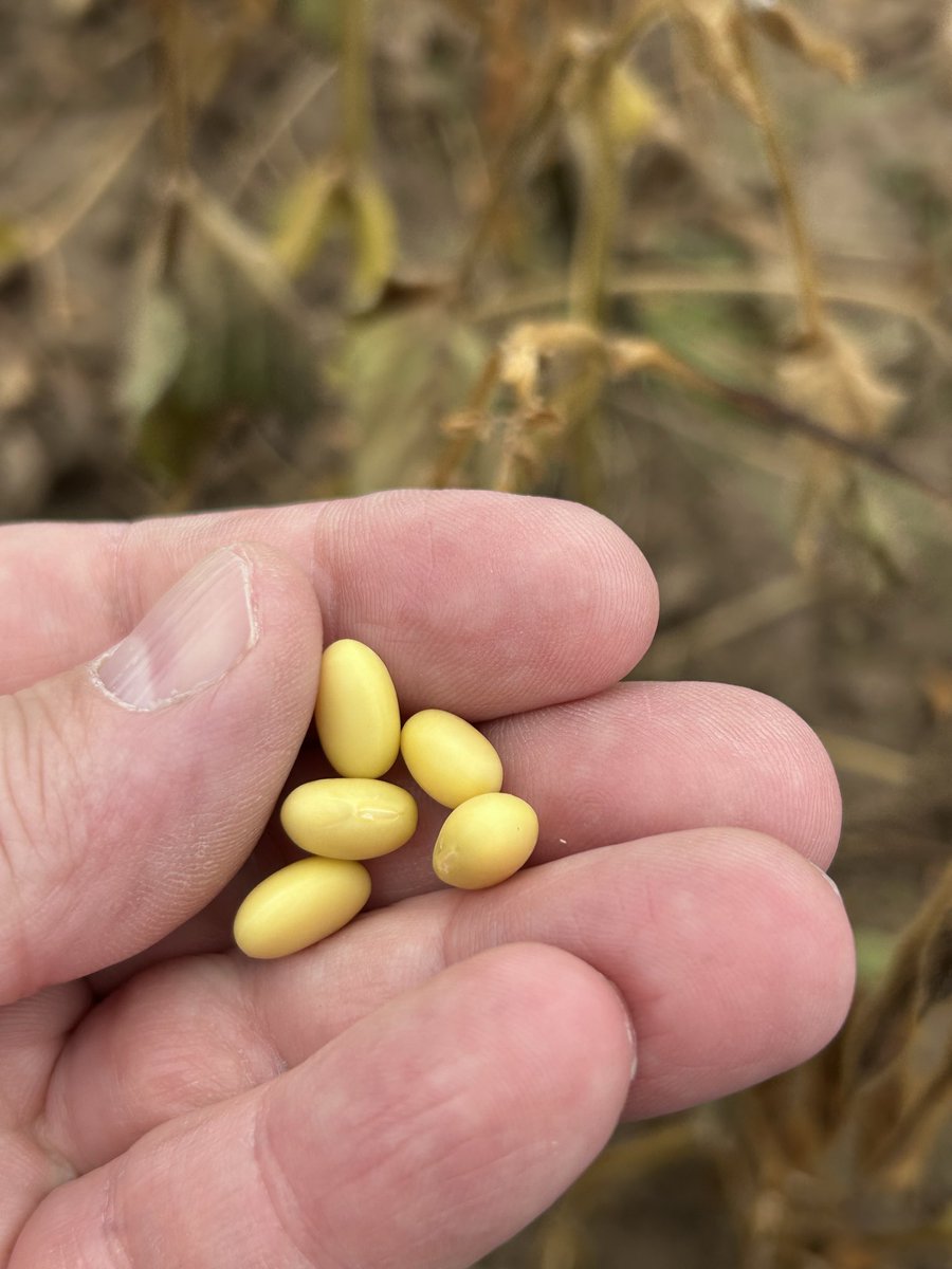 peteraposjme's tweet image. Sója letos nic moc. Ani výnos (2,5t/ha ?) ani výkupní cena. 
#soyabean