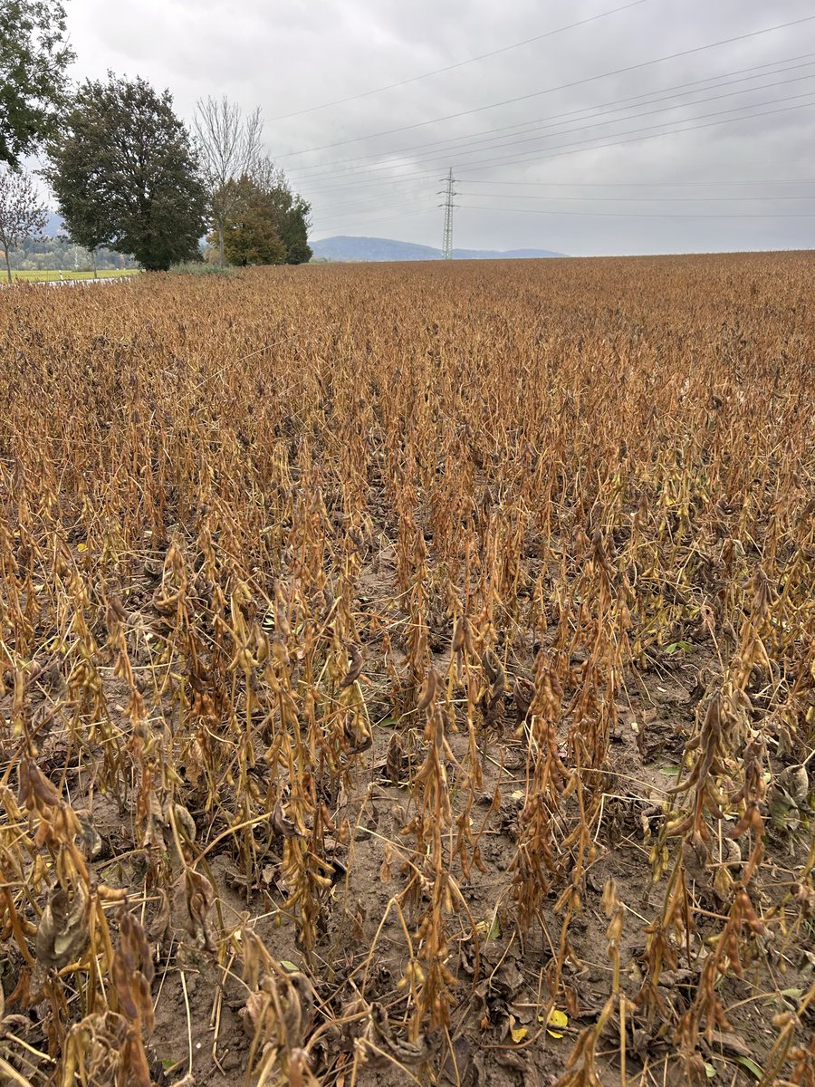 peteraposjme's tweet image. Sója letos nic moc. Ani výnos (2,5t/ha ?) ani výkupní cena. 
#soyabean