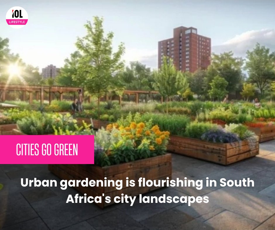 IOL's tweet image. Urban gardening offers a way to reconnect with nature, boost sustainability, and add a touch of greenery to city living. @IOL_Lifestyle
#lifestyle #urban #gardening #city #living #landscape
Read on tinyurl.com/3z4r9pky