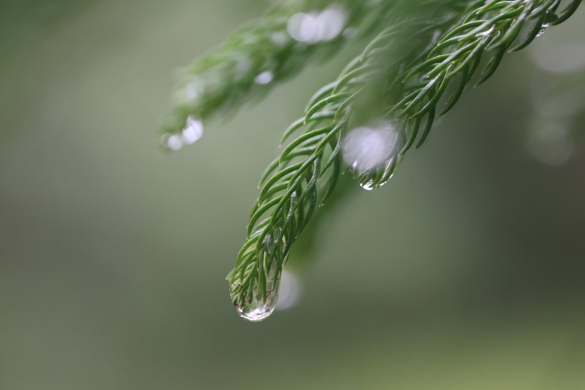 bugs836's tweet image. Good Morning ☀️ Rainy day
