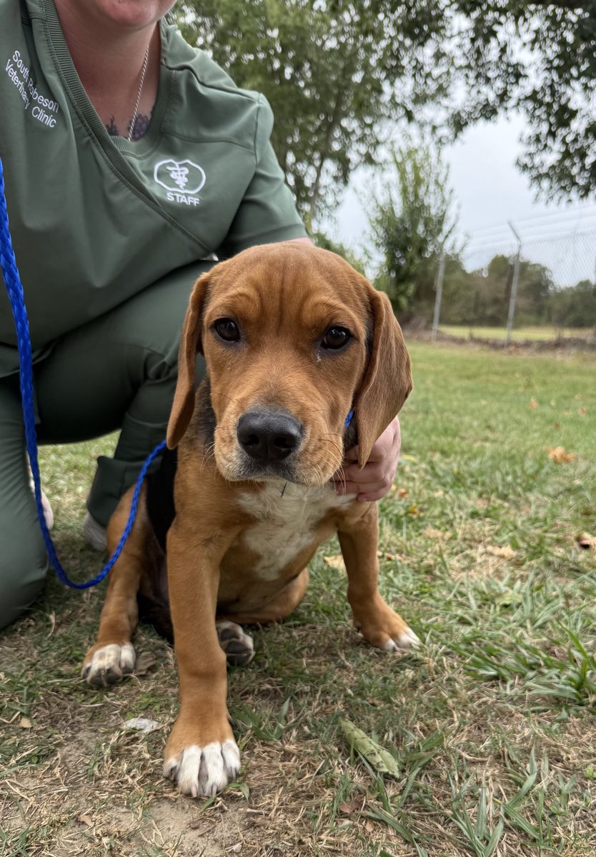 LolaPatolla's tweet photo. Huck n Finn are getting vet care &amp; will each be looking for hound loving homes!
These beagle mix boys are cuties who deserve homes with kindness &amp; love!
To donate or adopt ♥️
https://t.co/E3RohOMmwo https://t.co/GJQVzG6nb9