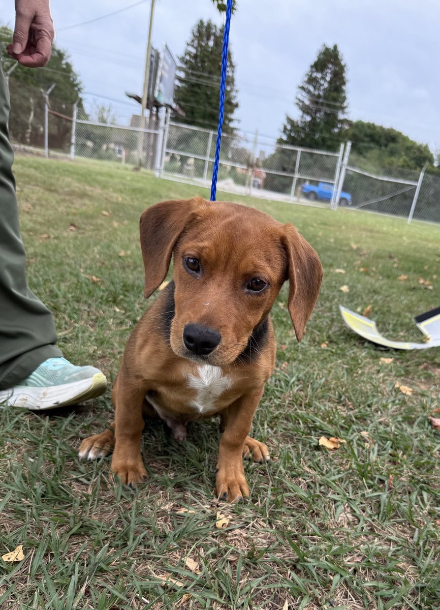 Huck n Finn are getting vet care &amp; will each be looking for hound loving homes!
These beagle mix boys are cuties who deserve homes with kindness &amp; love!
To donate or adopt ♥️
rescuecoop.org/donate