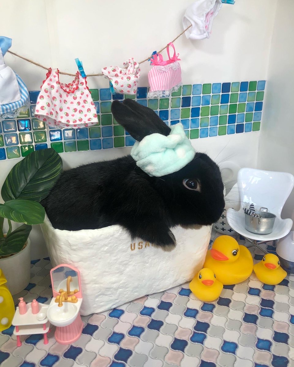 dekkaiusagi's tweet image. #ばちくそ可愛いうさぎが見れるハッシュタグ