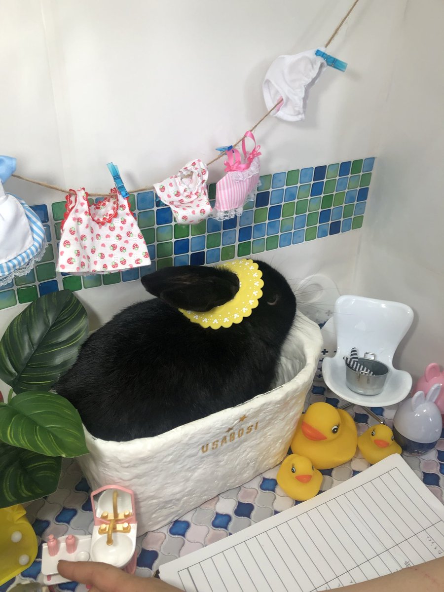 dekkaiusagi's tweet image. #ばちくそ可愛いうさぎが見れるハッシュタグ