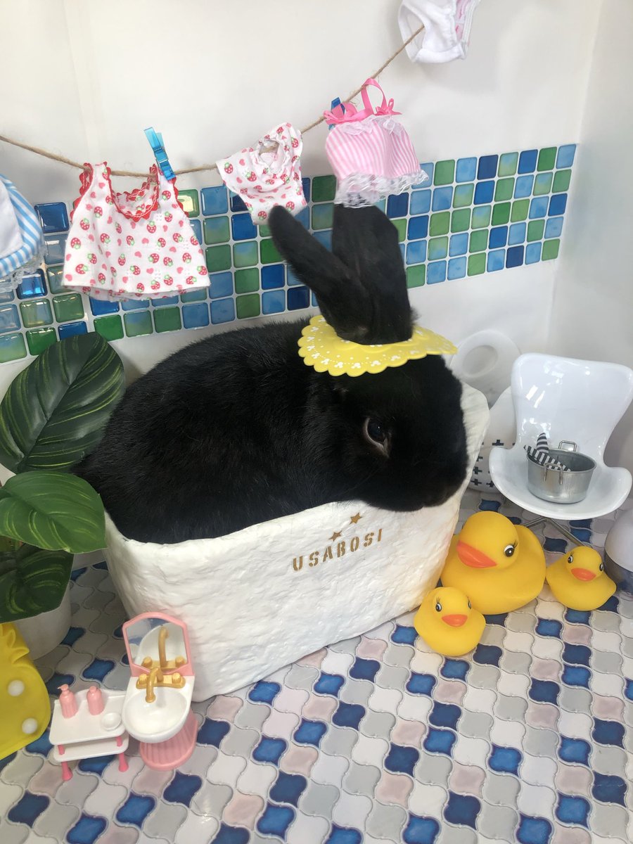 dekkaiusagi's tweet image. #ばちくそ可愛いうさぎが見れるハッシュタグ