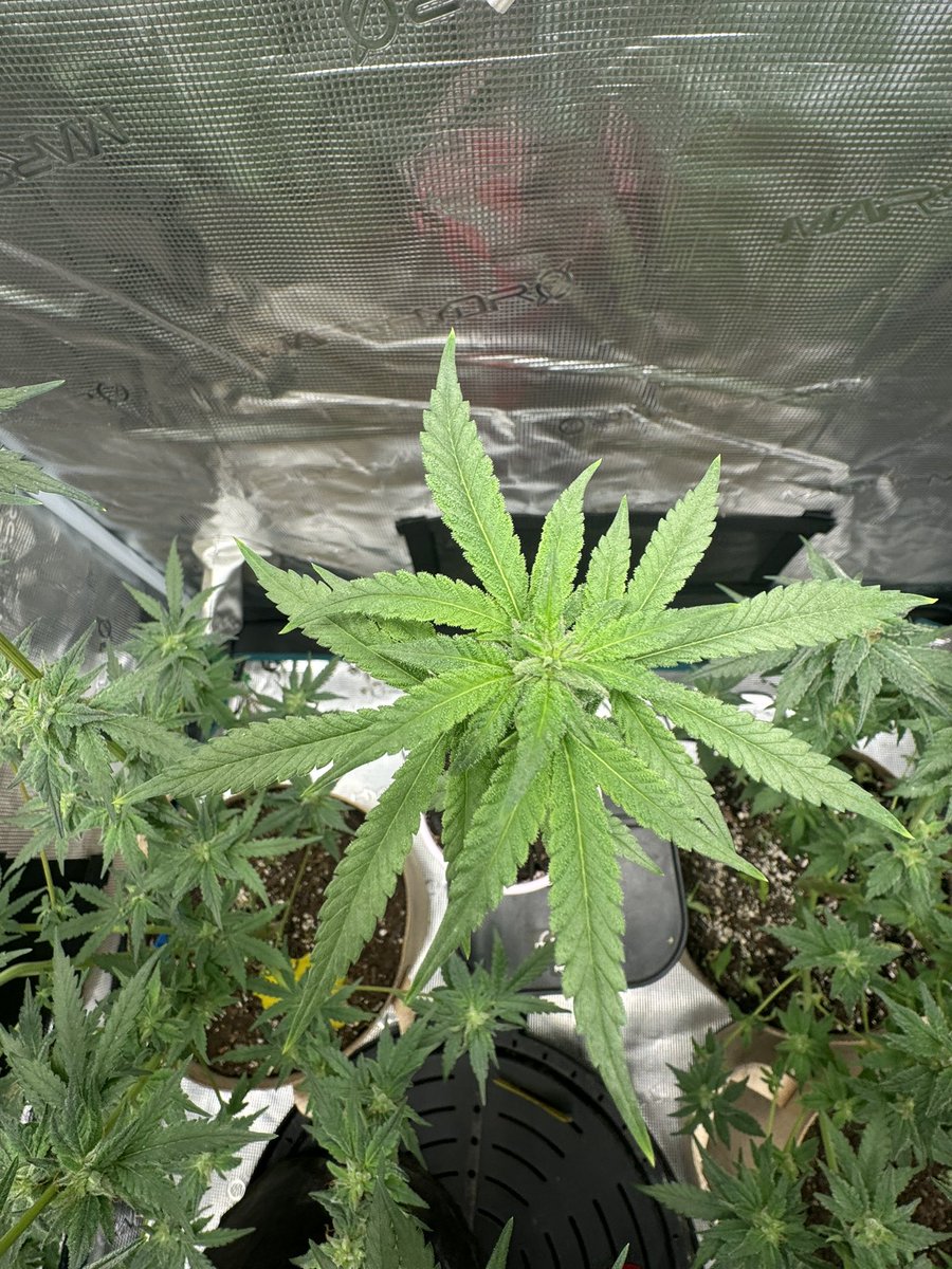 HereWeR69's tweet image. Cognac Black in the solo cup

*Cognac Black breeding project