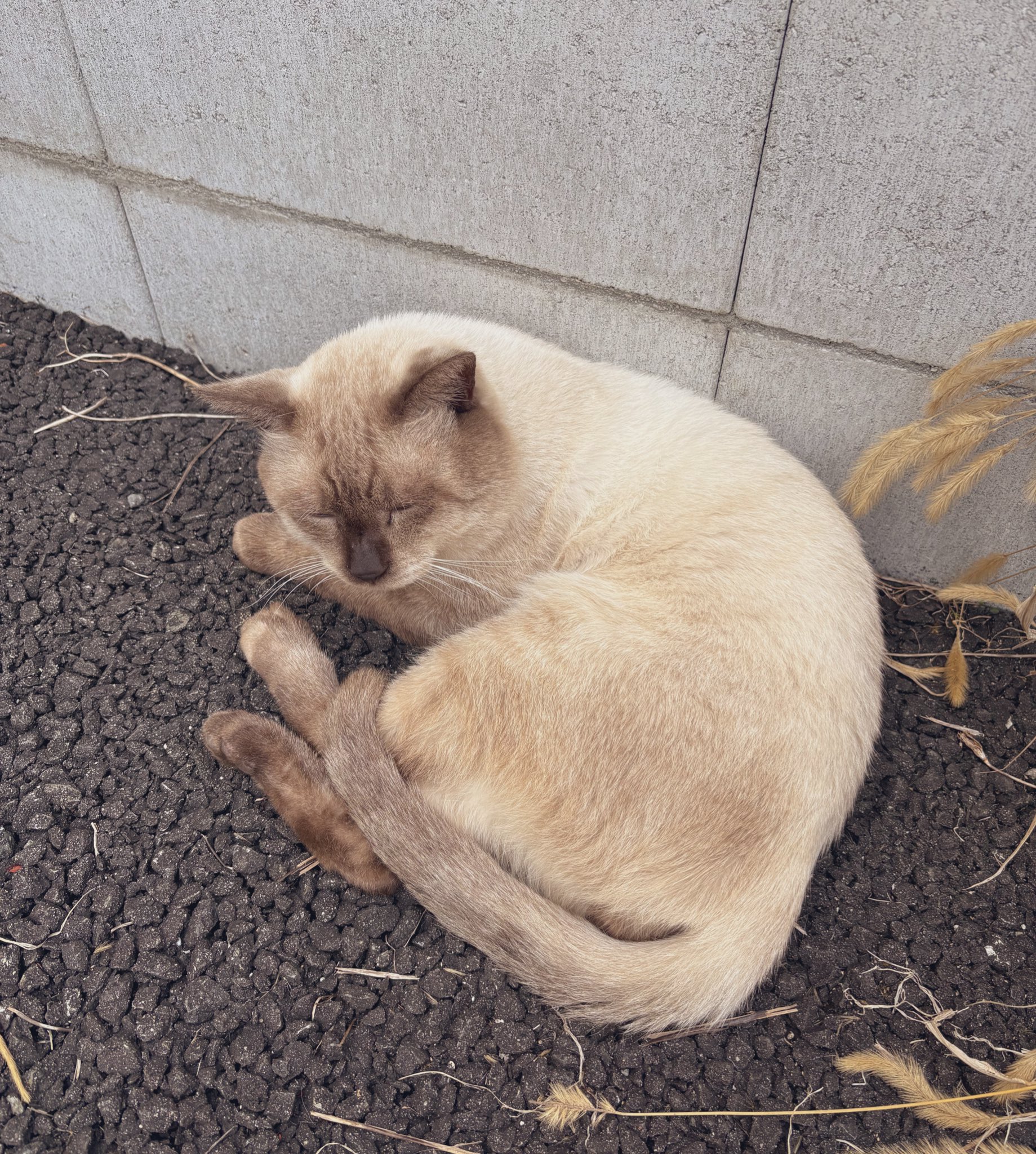 荒れ地のねこ ちろ枕の子猫たち 230318 - YouTube
