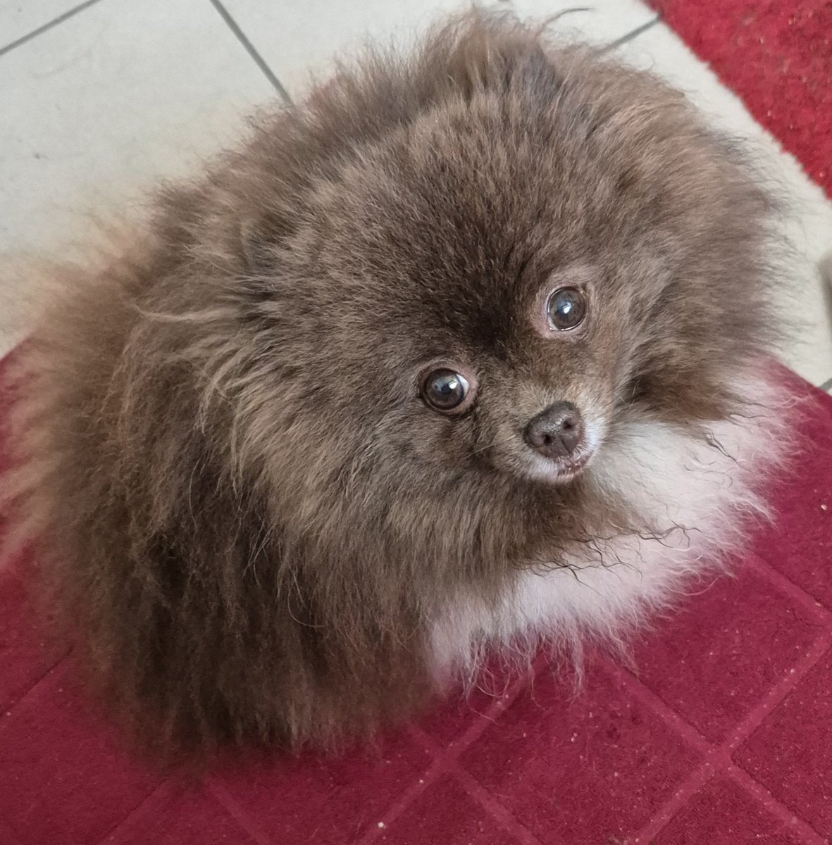 🐻: Ich muss auf Frauchen aufpassen, wenn sie in ihrem Gassiraum ist. Nicht dass sie noch in die Schüssel fällt und versehentlich jemand auf die Spülung drückt!!
👩: 🙄🙄