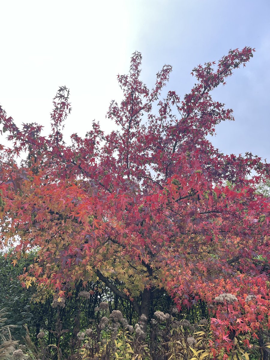 SjorsFrohlich's tweet photo. In de herfst zonder concurrentie de mooiste van de tuin.
De amberboom.
#diefdijk https://t.co/yvFVIYdxwb