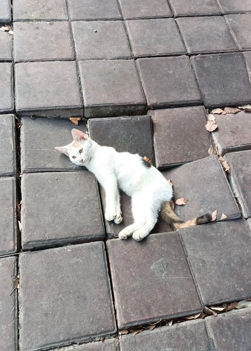 nyesel jadi anak smk