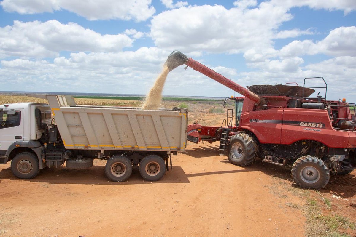 WilliamsRuto's tweet image. Our investment in the Galana Kulalu Food Security Project in Kilifi and Tana River Counties is now bearing fruit. Today we begin the first major maize harvest on 330 acres, with each acre expected to yield 28 to 30 bags.

Already, 1,500 acres have been planted. By the end of this…