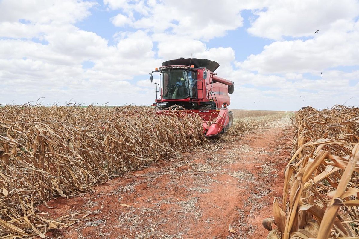 WilliamsRuto's tweet image. Our investment in the Galana Kulalu Food Security Project in Kilifi and Tana River Counties is now bearing fruit. Today we begin the first major maize harvest on 330 acres, with each acre expected to yield 28 to 30 bags.

Already, 1,500 acres have been planted. By the end of this…