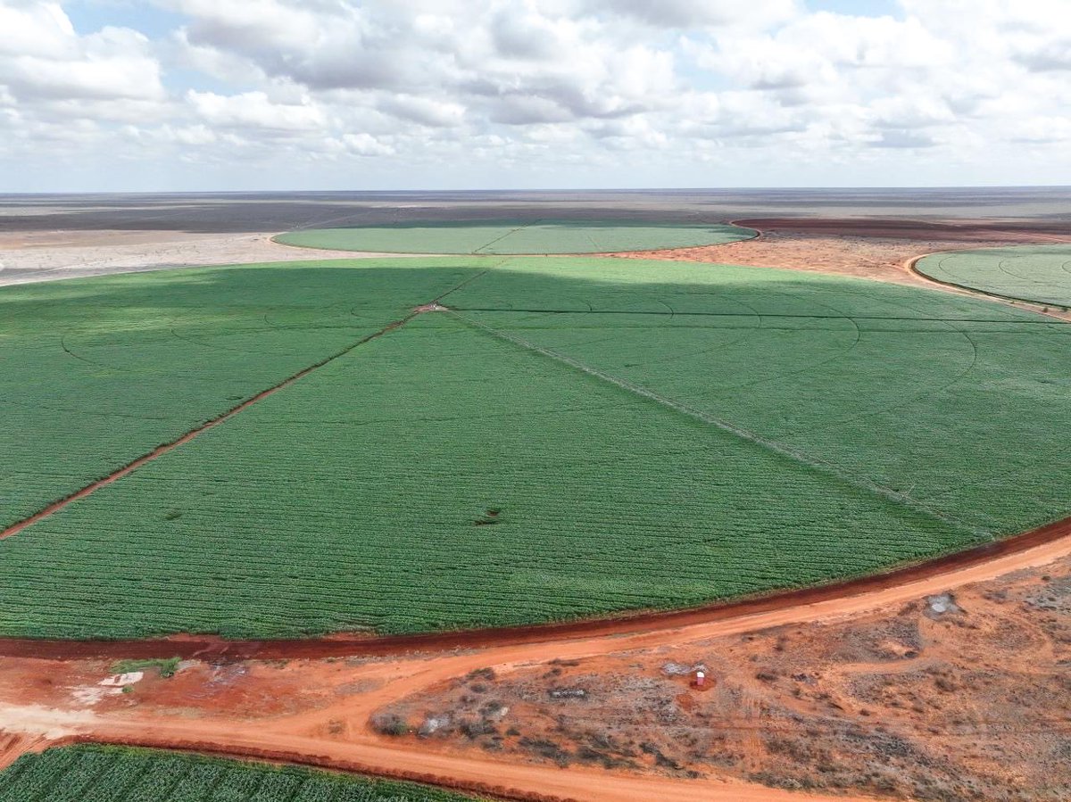 WilliamsRuto's tweet image. Our investment in the Galana Kulalu Food Security Project in Kilifi and Tana River Counties is now bearing fruit. Today we begin the first major maize harvest on 330 acres, with each acre expected to yield 28 to 30 bags.

Already, 1,500 acres have been planted. By the end of this…