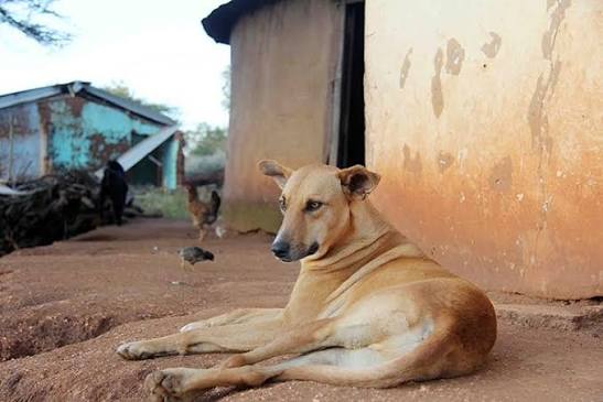 Nomatter where you go in Africa you'll find this bro😂🙌🏾