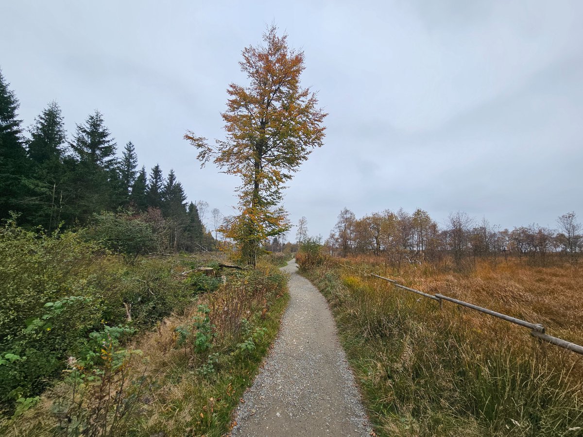 bk1_168's tweet image. Hohes Venn / Hauge Fagnes...
On myway home from #Devoxx ...