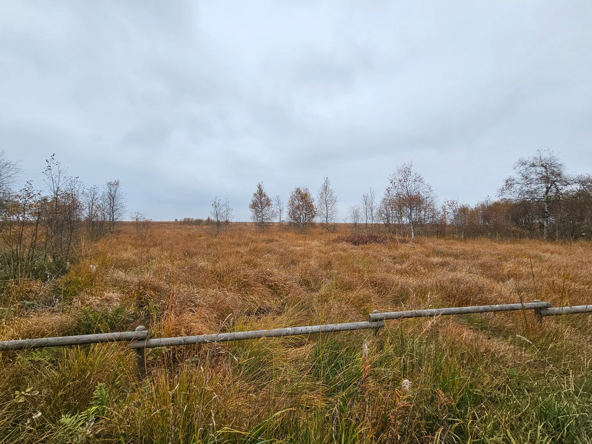 bk1_168's tweet image. Hohes Venn / Hauge Fagnes...
On myway home from #Devoxx ...
