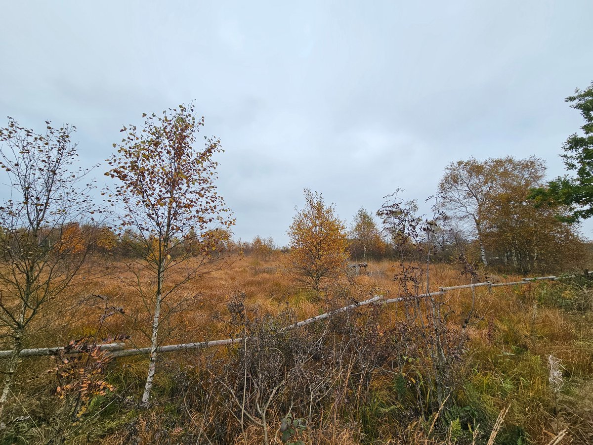bk1_168's tweet image. Hohes Venn / Hauge Fagnes...
On myway home from #Devoxx ...