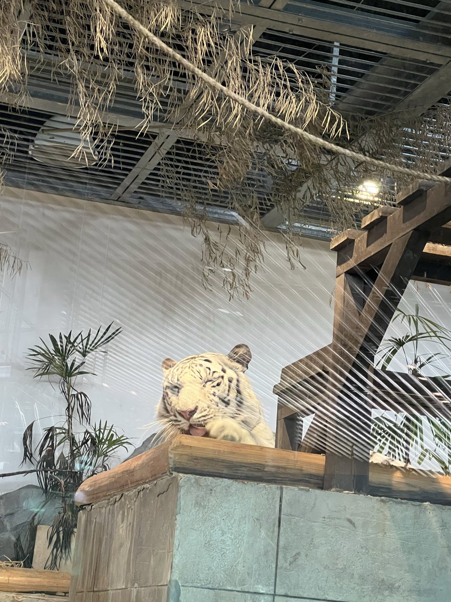 muzzlin's tweet image. 大阪のニフレルで見た、ンニャンニャンンニャンの大型ねこちゃん