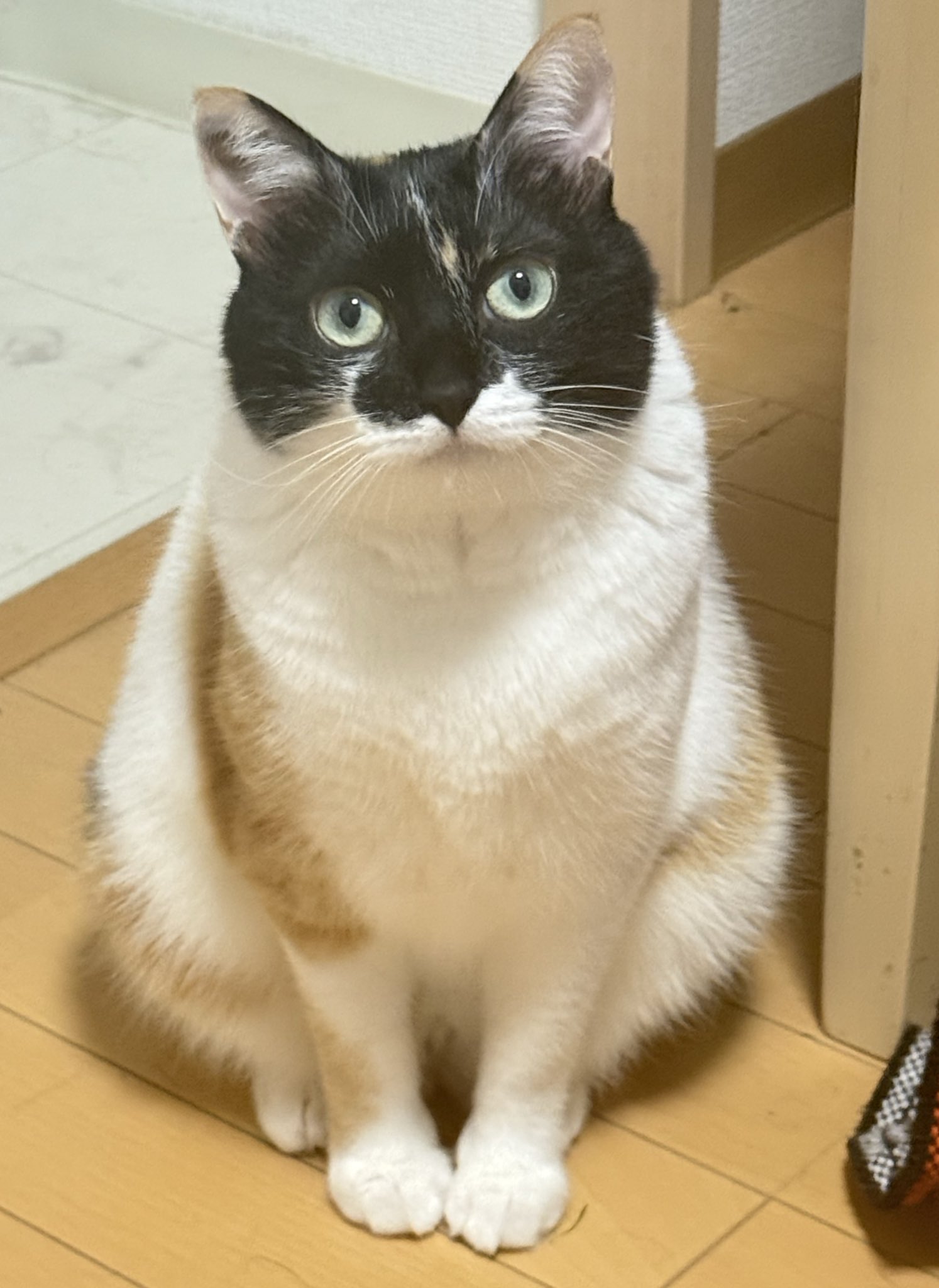 三毛猫♡ 三毛猫 ジャック♀ (@nanako9091) • Instagram photos and videos