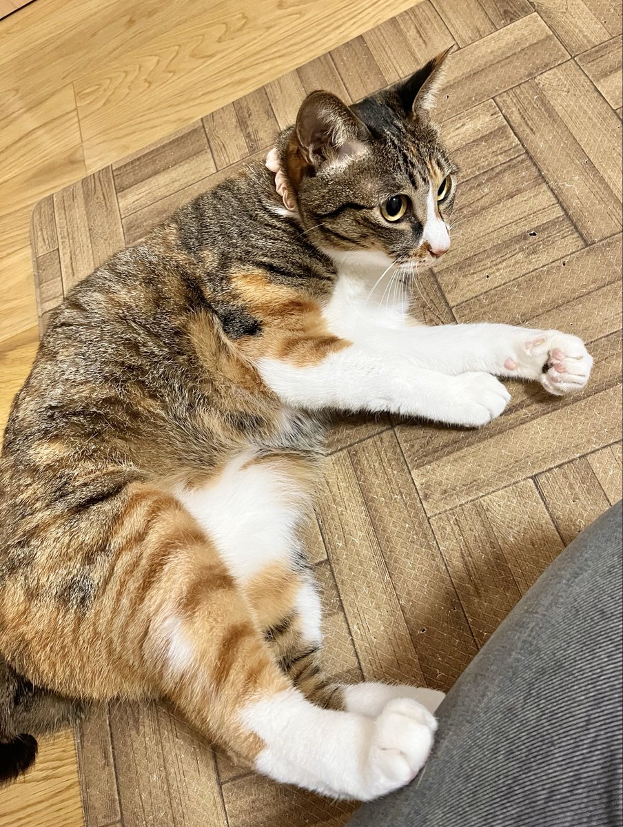 NANA猫ページ 縞ミケ保護猫ナナちゃん (@777nanachaaaan) / Posts / X