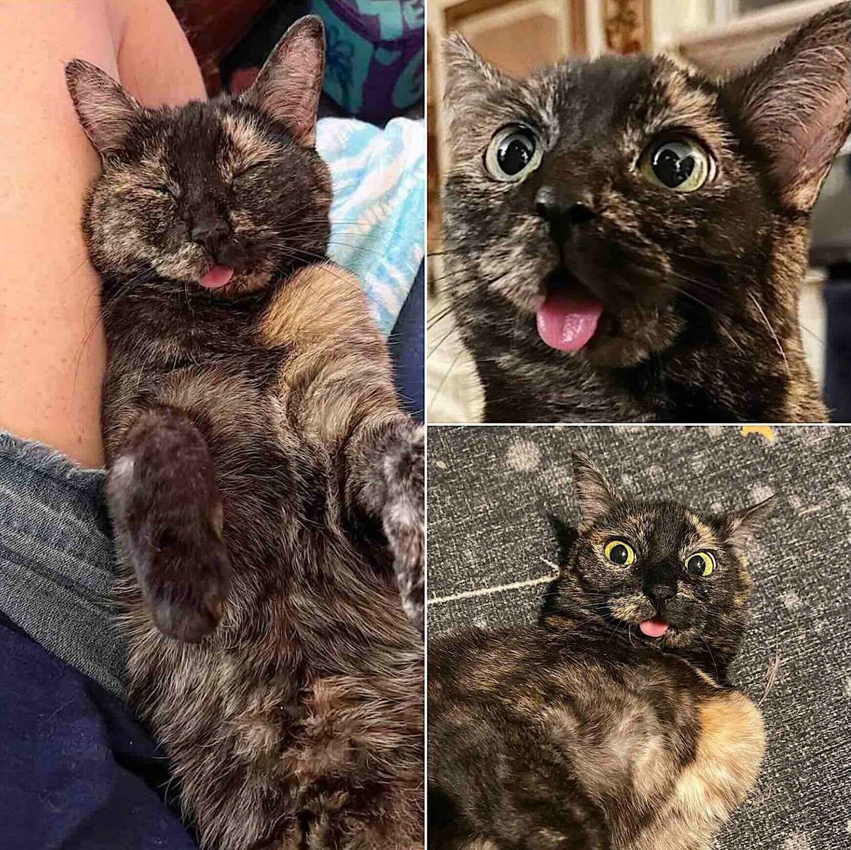 Cats and Kittens tweet media